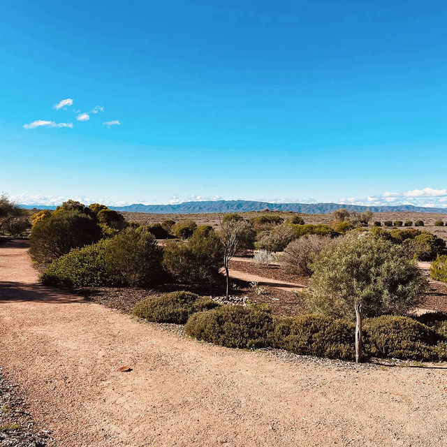 Exploring the Australian Arid Lands Botanic Garden: A Unique Desert Oasis
