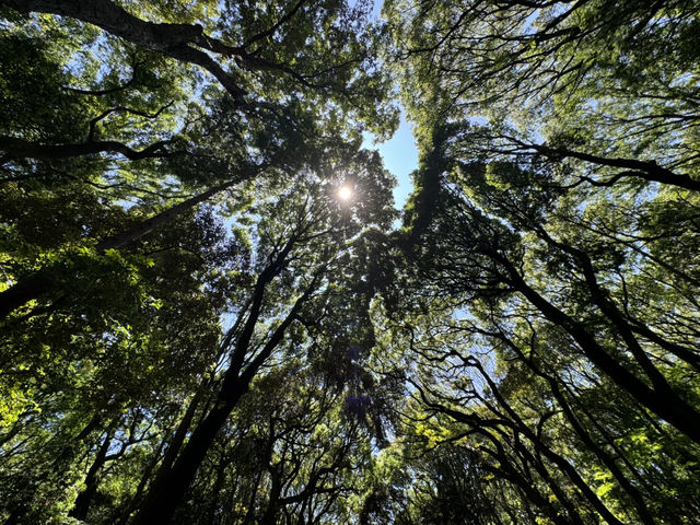 東京 - 在明治神宮感受歷史與現代的交融 🌳