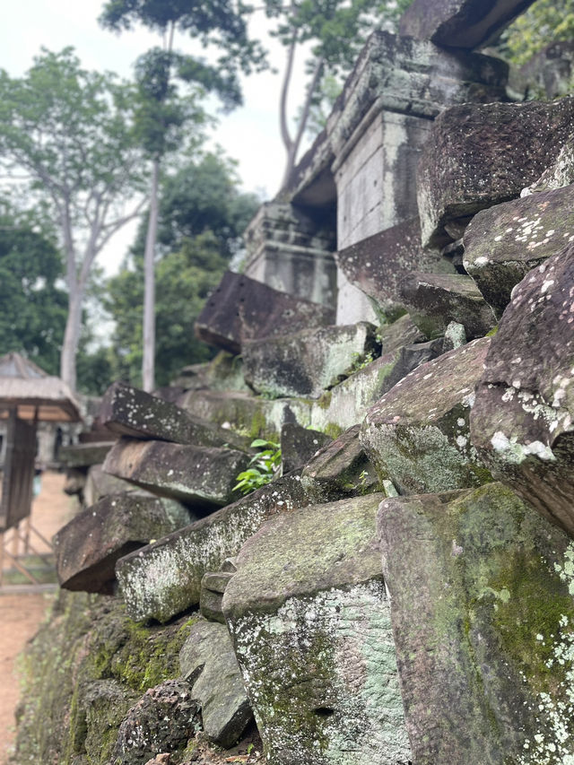 超壯觀大樹-塔普倫寺