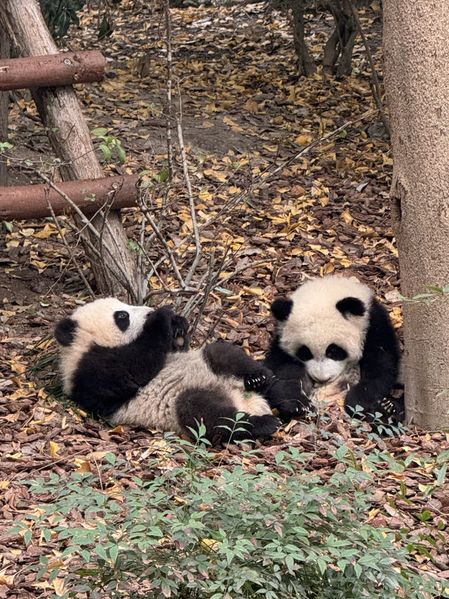 A full day Panda watching? I couldn’t believe my eyes! 