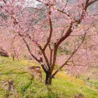 สะพานซากุระบ้านขุนวาง…เชียงใหม่🌸