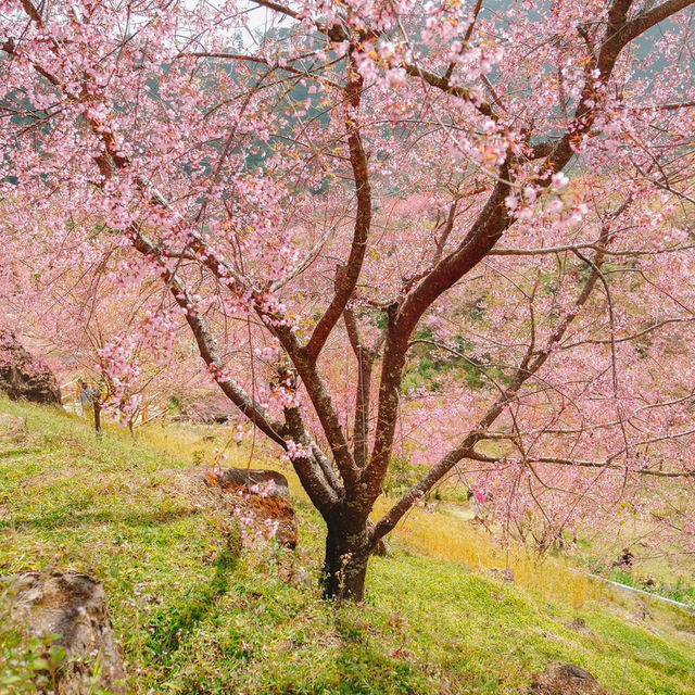 สะพานซากุระบ้านขุนวาง…เชียงใหม่🌸