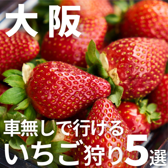 【 いちご狩り】大阪の車無しでいけるいちご狩りスポット5選