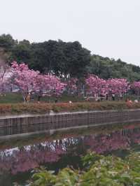冬季限定：深圳后海公園的紫花風玲木 