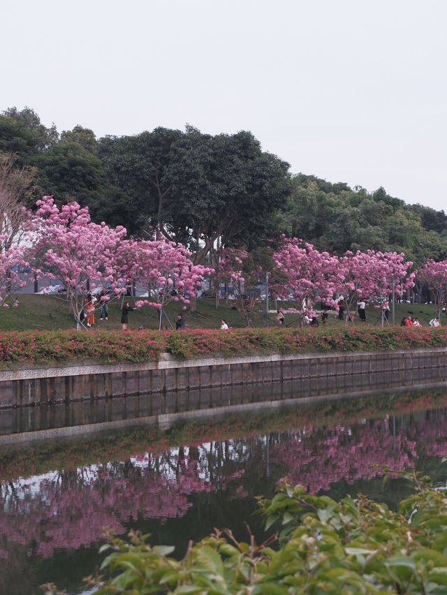 冬季限定：深圳后海公園的紫花風玲木 