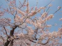 พลาดไม่ได้ ชมซากุระสุดสวยที่ป้อมดาวโกเรียวกากุ 🌸
