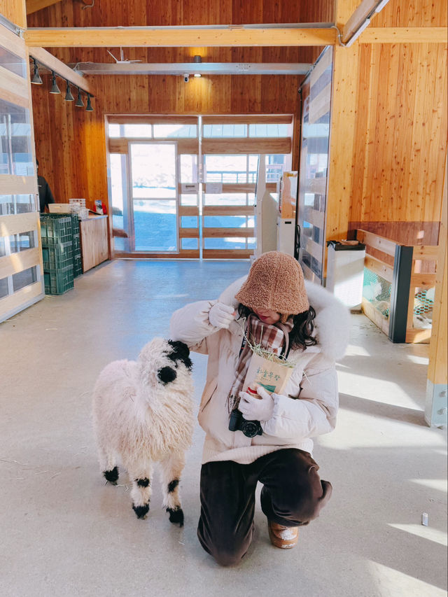 대관령 하늘 목장: 겨울의 낭만을 만끽하다 ❄️