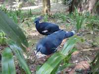 Feathers, Fun, and Nature: Discover the Magic of KL Bird Park