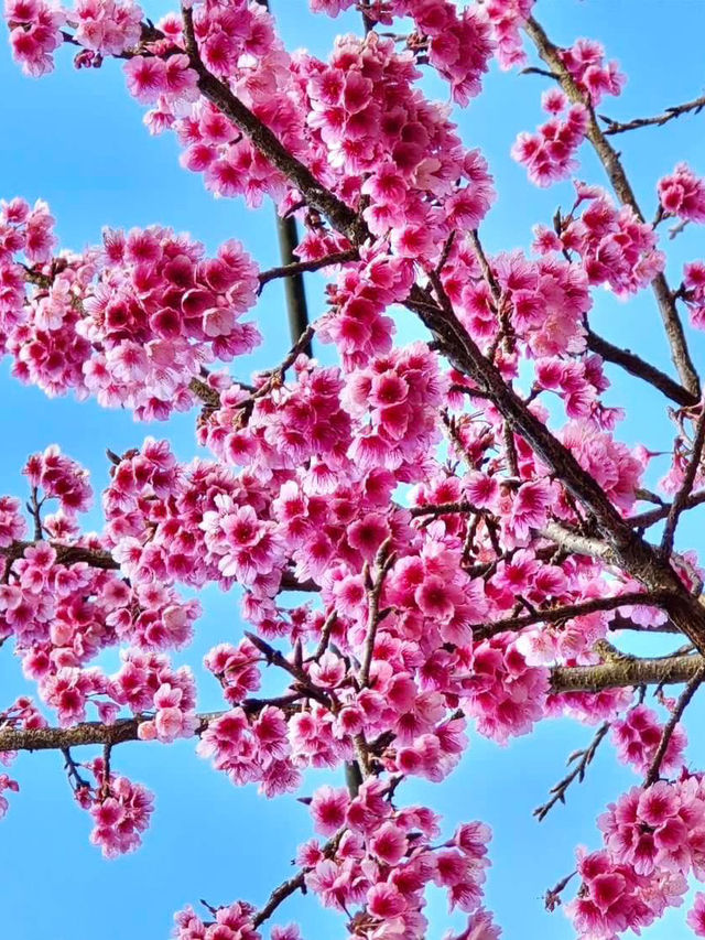 ดอกไม้สีชมพู ณ สถานีเกษตรหลวงอ่างขาง 💕🌸
