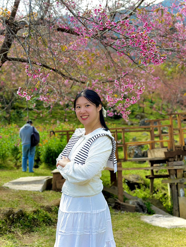 Cherry blossom at Sakura bridge🌸