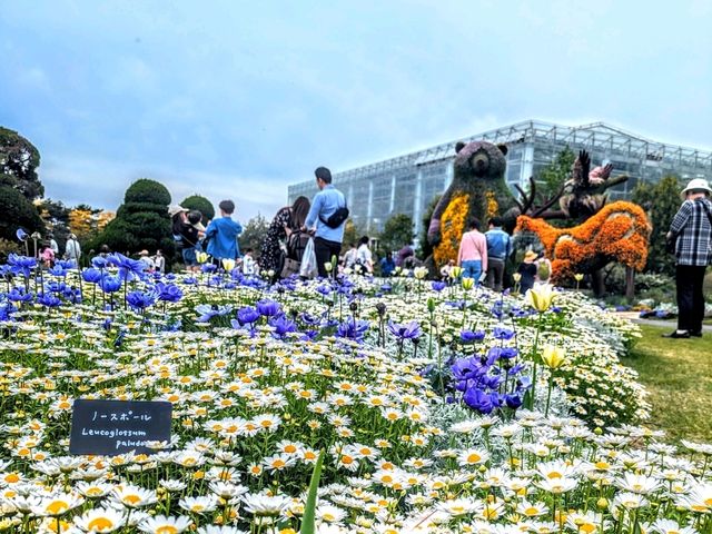 極上の花畑🌷はままつフラワーパーク