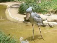 みんな大好き🤍【上野動物園】