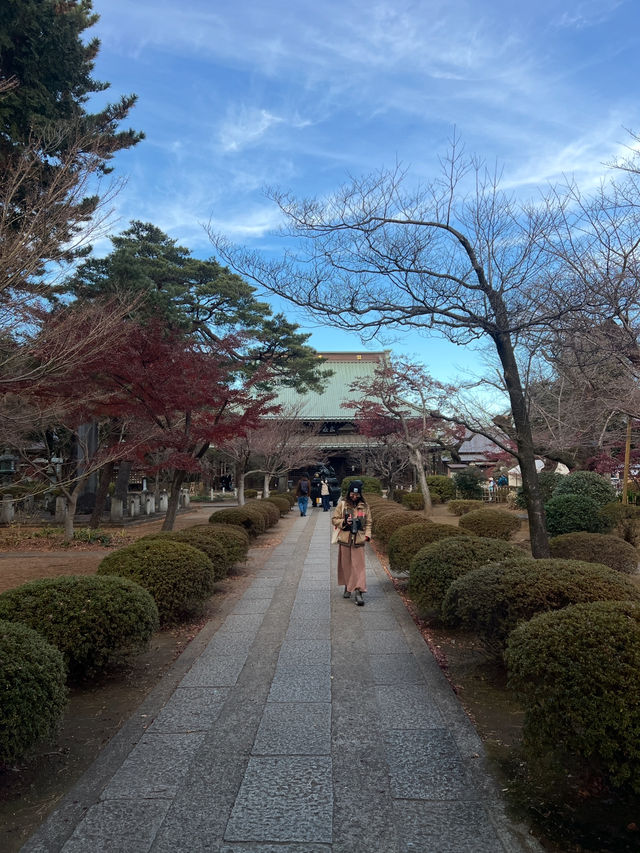 Gotokuji Temple 😸 วัดแมวกวักนำโชคในโตเกียว