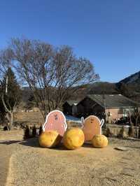춘천에 가면 꼭 먹어야하는 감자빵 베이커리😇