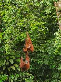 amazing Orang Utan