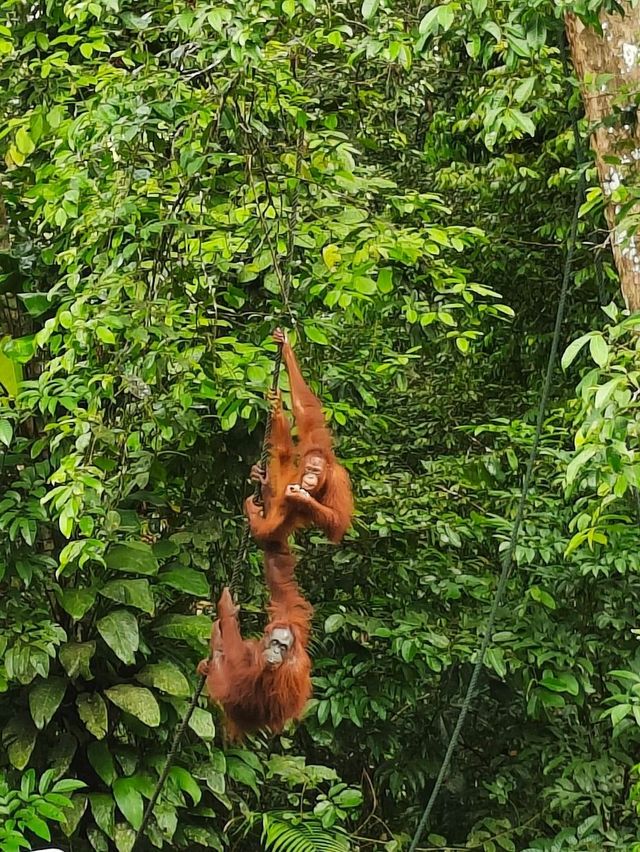 amazing Orang Utan