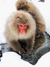 日本長野縣。地獄谷雪猴公園🦧Snow Monkey Park獼猴野生生態奇觀