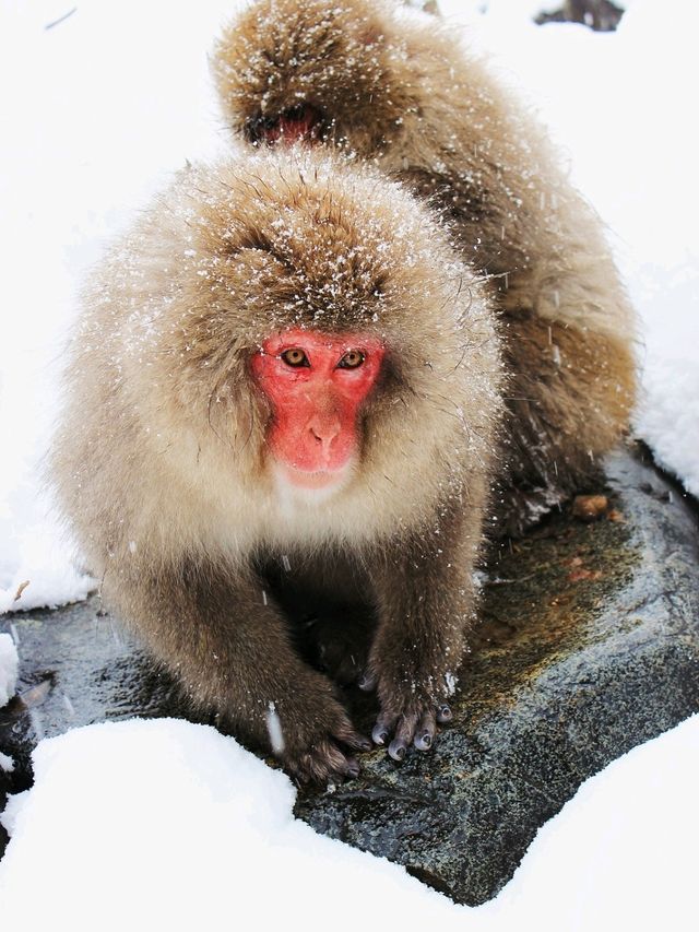 日本長野縣。地獄谷雪猴公園🦧Snow Monkey Park獼猴野生生態奇觀