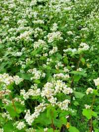 ■そばの花みたことありますか？