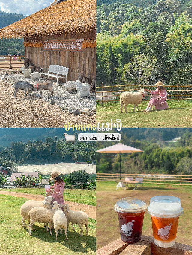 ฟาร์มแกะน่ารักบนดอยม่อนแจ่ม เชียงใหม่