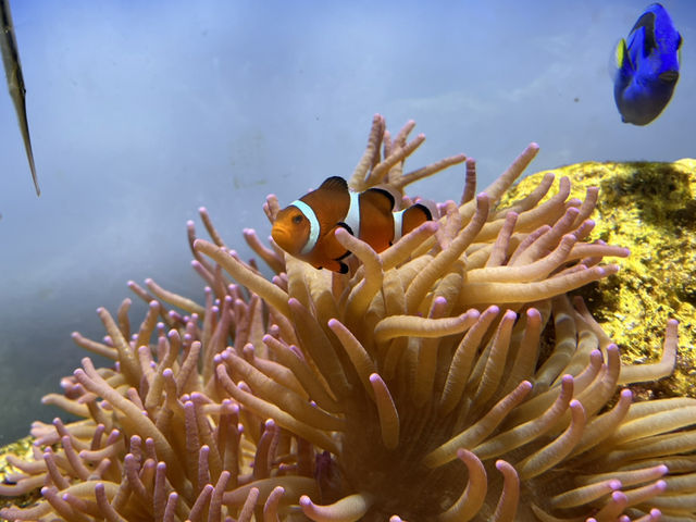 鳥羽水族館@三重県・鳥羽🐠