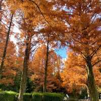 【大阪府】秋は万博公園へ紅葉狩り