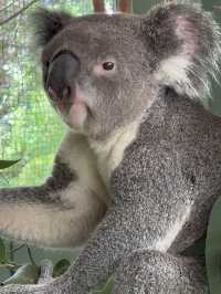 Cancel Taronga, go to local wildlife zoo