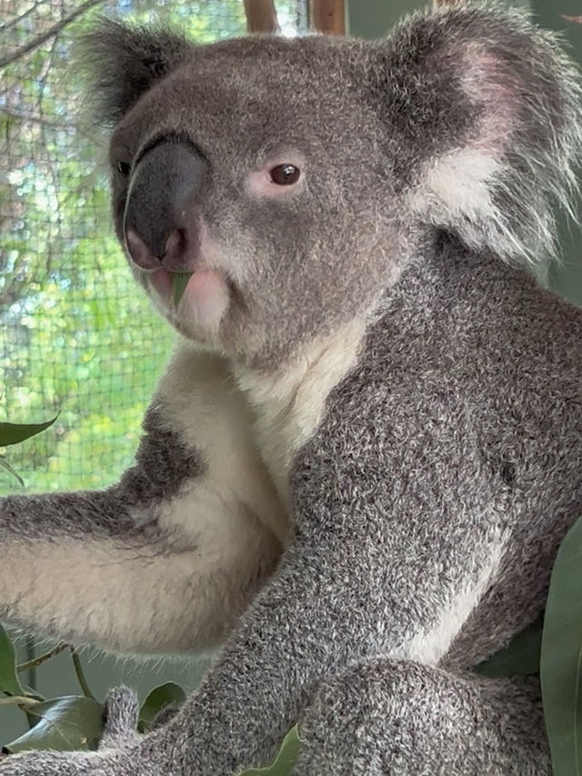 Cancel Taronga, go to local wildlife zoo