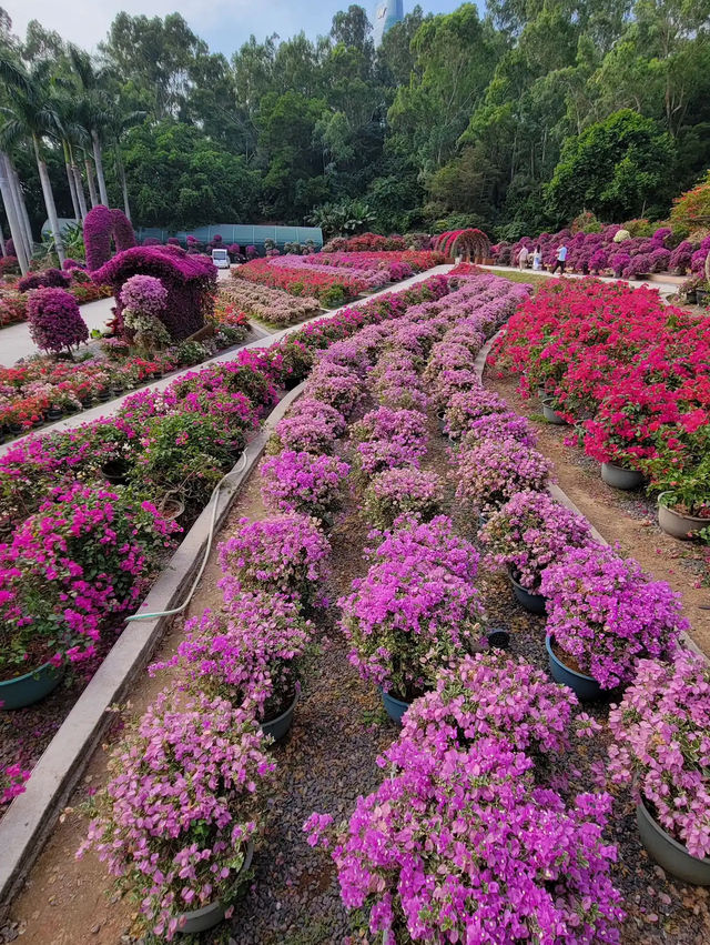 深圳世外桃源✨ 蓮花山公園🌸