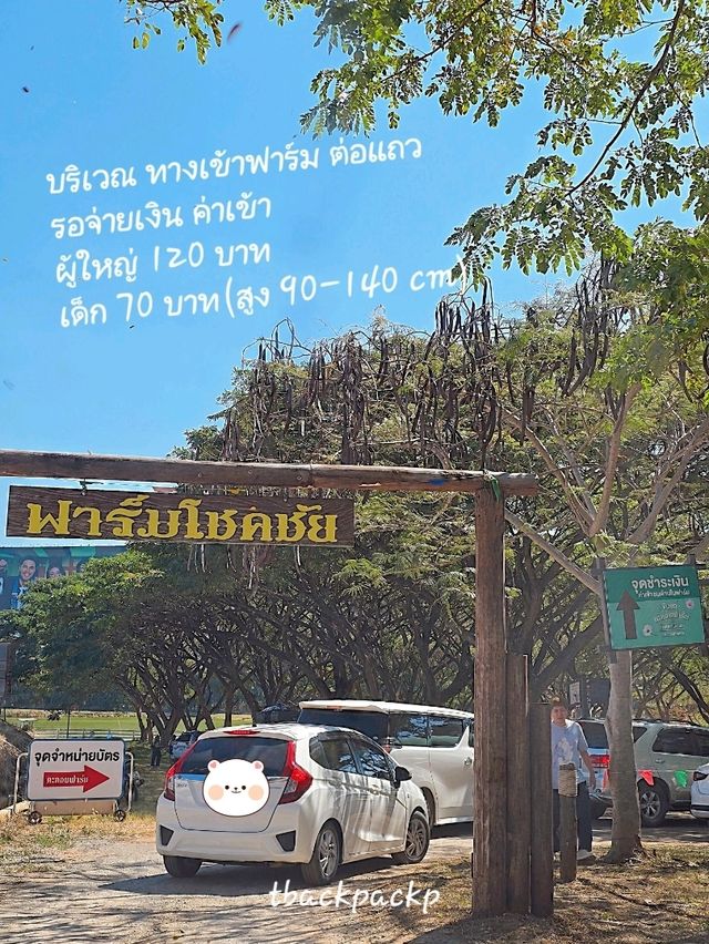 ขับรถตะลอนฟาร์ม กิจกรรมครอบครัวที่ฟาร์มโชคชัย🐮