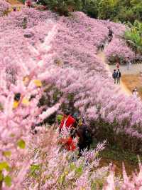 粉紅山丘麝香木秘境櫻花美景