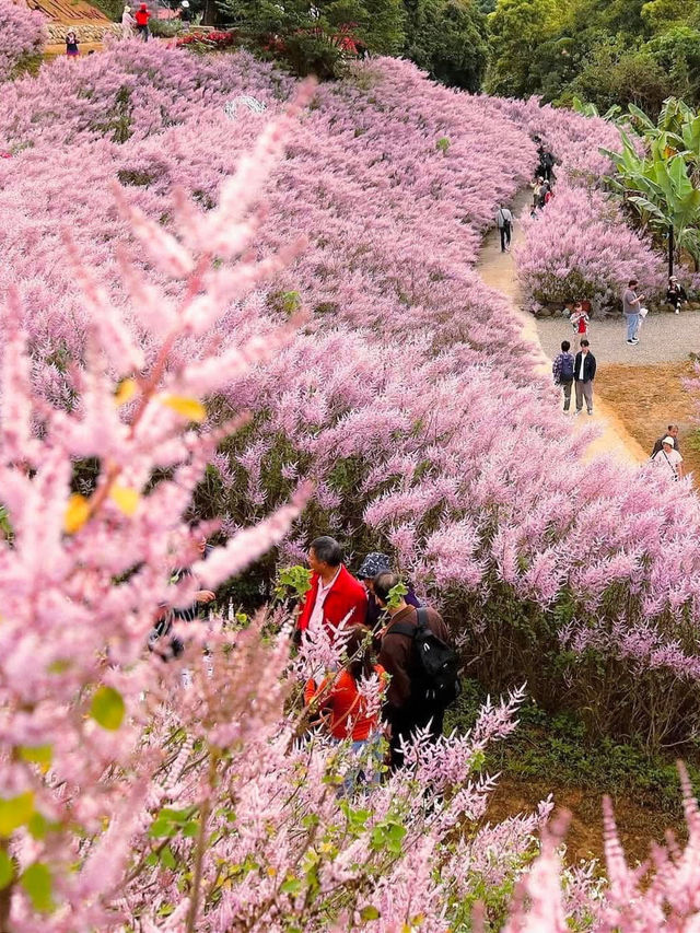 粉紅山丘麝香木秘境櫻花美景