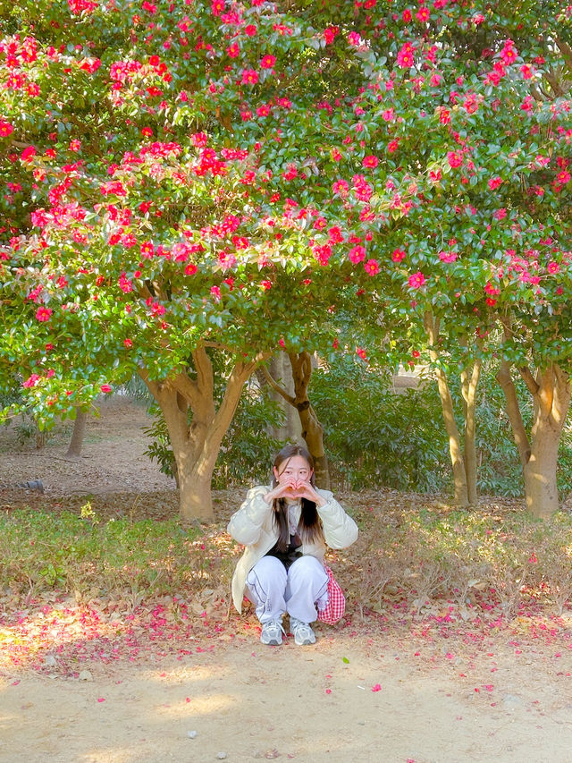 해운대 동백섬에는 동백이 만개