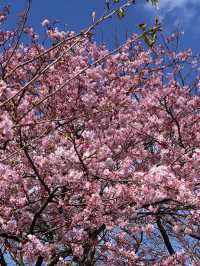 錦系公園的河津櫻：驚艷的早春絕景 🌸