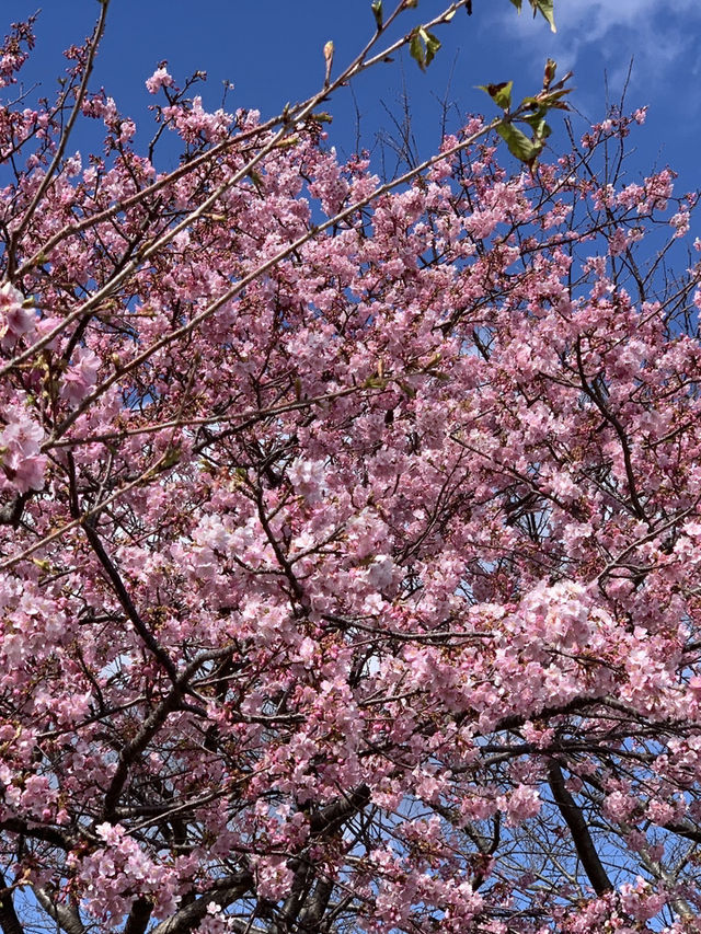 錦系公園的河津櫻：驚艷的早春絕景 🌸