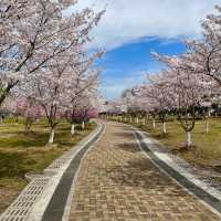 花溪公園·櫻花林中漫步