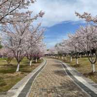花溪公園·櫻花林中漫步