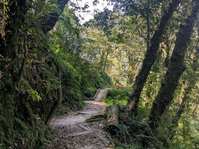 奮起湖大凍山，杉林雲海之間的親山健行步道