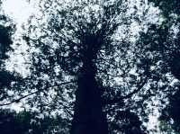 🌲水山巨木 ，一起在這片壯麗的森林中，感受巨木的魅力與清新空氣的洗禮吧！🌳🚶‍♀️🌄