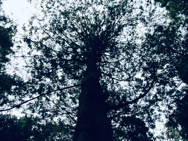🌲水山巨木 ，一起在這片壯麗的森林中，感受巨木的魅力與清新空氣的洗禮吧！🌳🚶‍♀️🌄