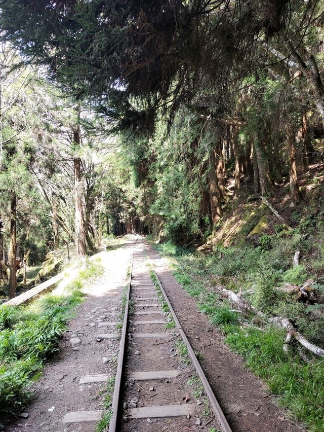 阿里山大塔山與眠月線