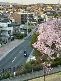 🇯🇵 大阪 | 冷門賞櫻地- 狹山池公園 🌸