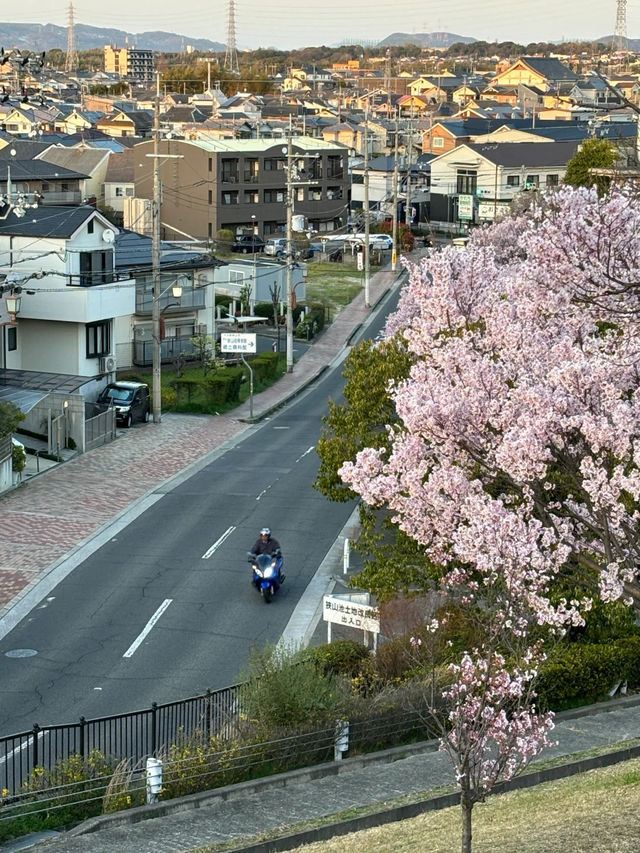 🇯🇵 大阪 | 冷門賞櫻地- 狹山池公園 🌸