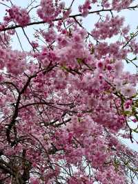 桜が有名なお花見スポット