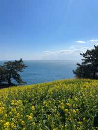🌼지금 방문하면 좋을 무료 유채꽃밭🌼