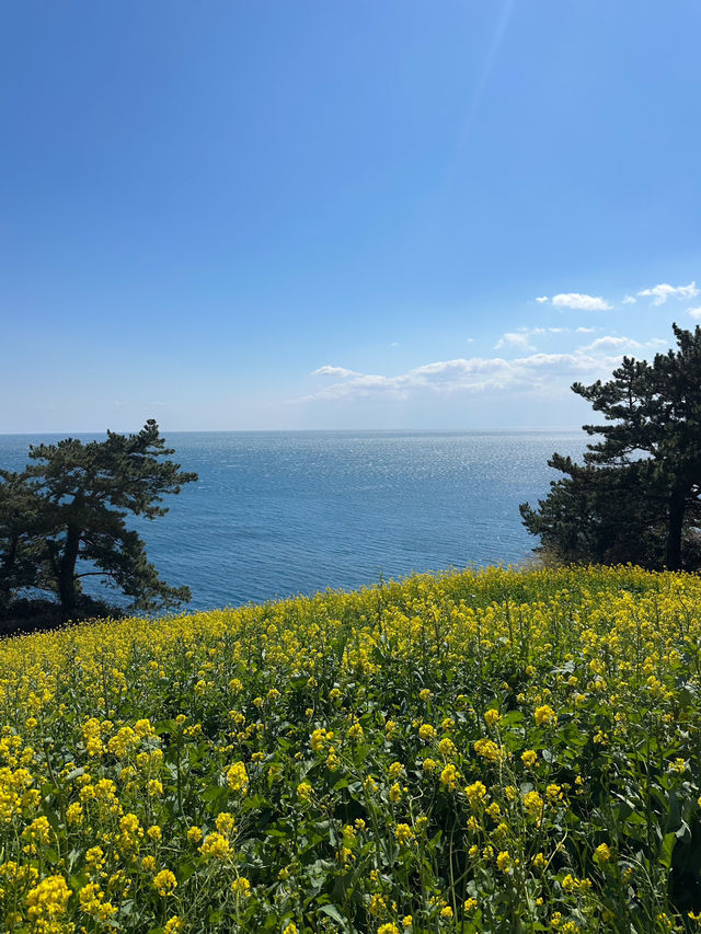🌼지금 방문하면 좋을 무료 유채꽃밭🌼