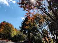大雪山國家公園賞楓