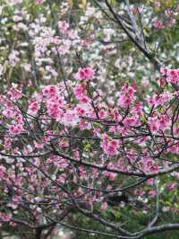 🌸 **漫湖公園（古波藏側）櫻花觀賞遊覽分享** 🌸