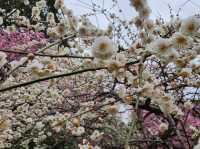It’s a lucky day for an early cherry blossom in Kyoto 🌸