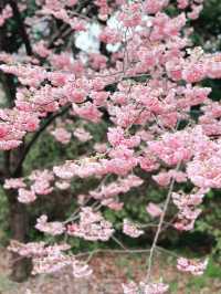 🌸 Sakura Blooming at Shinjuku Gyoen National Garden 🌸